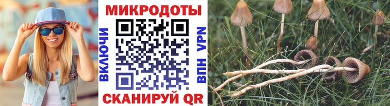 купить наркотики сайты  Горно-Алтайск  Псилоцибиновые грибы Cubensis 