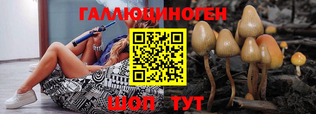 Горно-Алтайск  Псилоцибиновые грибы мухоморы  Вход с VPN 